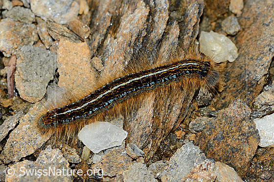Photo: Malacosoma alpicola. Raupe. Length 26mm. On the way on stony ground. View from diagonally above.