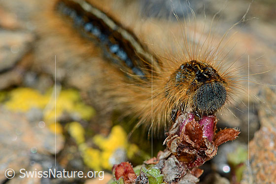 Foto: Alpen-Ringelspinner (Malacosoma alpicola) an Gegenblättrigem Steinbrech (Saxifraga oppositifolia). Ansicht des Kopfes von schräg vorne.