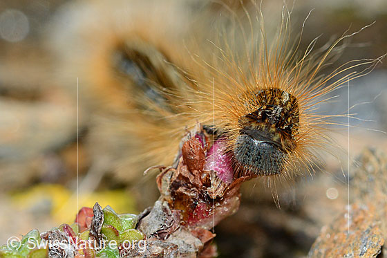 Foto: Alpen-Ringelspinner (Malacosoma alpicola) an Gegenblättrigem Steinbrech (Saxifraga oppositifolia). Ansicht des Kopfes von vorne.