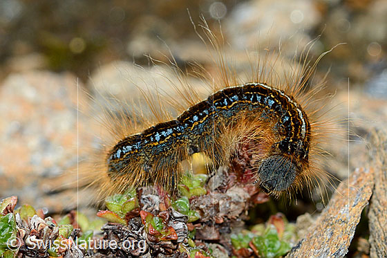 Photo: Malacosoma alpicola. View from the side.