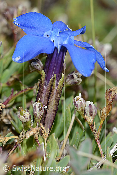 Photo: Gentiana schleicheri. Calyx and blossom.