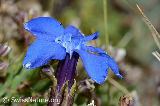 Photo: Gentiana schleicheri. Blossom.