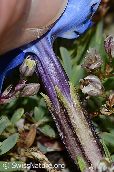 Photo: Gentiana schleicheri. Calyx.
