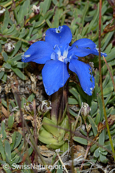Photo: Gentiana schleicheri. Whole plant (habiti).