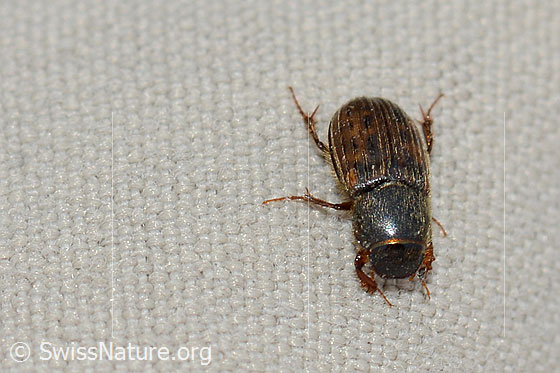 Photo: Heptaulacus testudinarius. Length 4mm. View from above.