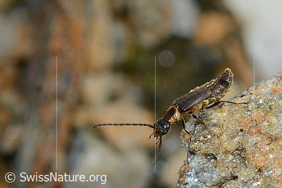 Malthodes flavoguttatus (Weichkäfer)