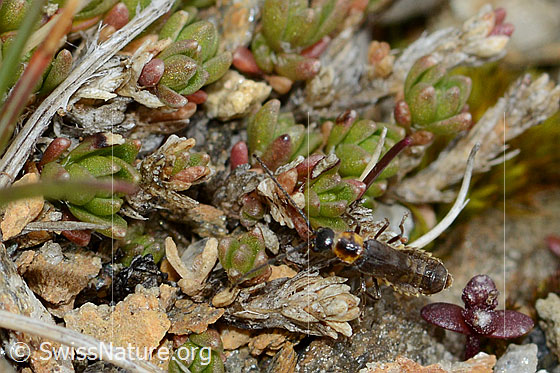 Foto: Wahrscheinlich Malthodes flavoguttatus (Weichkäfer). Länge 4mm. Weibchen. Ansicht von oben.
