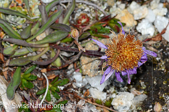 Photo: Aster alpinus. Blossom faded.