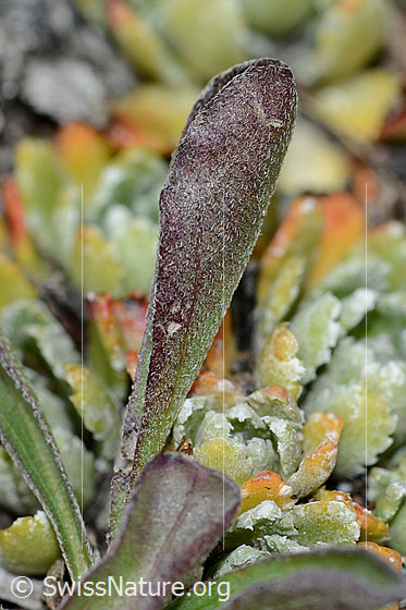 Foto: Alpen-Aster (Aster alpinus). Unterseite eines Grundblattes.