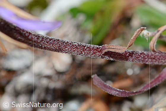 Foto: Alpen-Aster (Aster alpinus). Stängel.