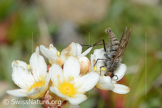Foto: Acrosathe annulata (Luchsfliege). Länge 9.5mm. Männchen. Saugt Nektar an Blüte eines Trauben-Steinbrechs (Saxifraga paniculata). Ansicht von der Seite.
Luchsfliegen werden auch Stilettfliegen genannt.