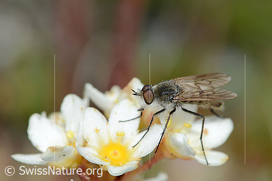 Foto: Acrosathe annulata (Luchsfliege). Länge 9.5mm. Männchen. Auf Blüte eines Trauben-Steinbrechs (Saxifraga paniculata). Ansicht von schräg vorne.
Luchsfliegen werden auch Stilettfliegen genannt.