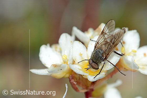 Foto: Acrosathe annulata (Luchsfliege). Länge 9.5mm. Männchen. Auf Blüten eines Trauben-Steinbrechs (Saxifraga paniculata). Ansicht von oben.