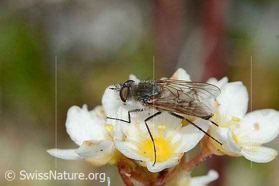 Foto: Acrosathe annulata (Luchsfliege). Länge 9.5mm. Männchen. Auf Blüte eines Trauben-Steinbrechs (Saxifraga paniculata). Ansicht von seitlich oben.