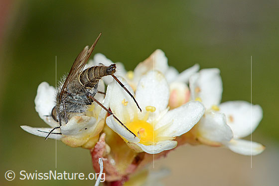 Photo: Acrosathe annulata. Length 9.5mm. Male. Sucking nectar on a flower of a saxifrage (Saxifraga paniculata). View from diagonally behind.