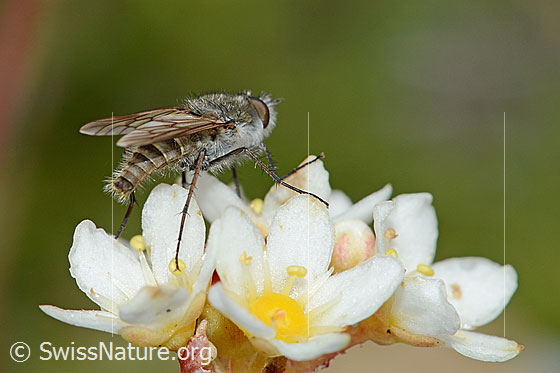 Foto: Acrosathe annulata (Luchsfliege). Länge 9.5mm. Männchen. Auf Blüte eines Trauben-Steinbrechs (Saxifraga paniculata). Ansicht von seitlich hinten.