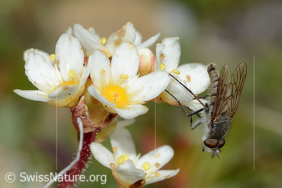 Photo: Acrosathe annulata. Length 9.5mm. Male. 

Fly
Lat.: Acrosathe annulata
Family: Therevidae

Flower
Lat.: Saxifraga paniculata
Family: Saxigragaceae
Genus: Saxifraga
Genus: Acrosathe