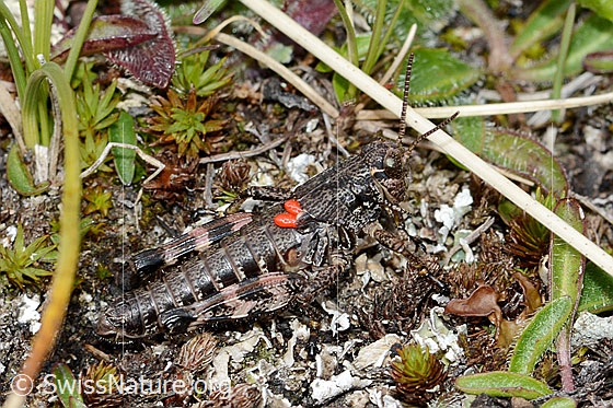Photo: Bohemanella frigida. Nymph. With mites. View from the side.