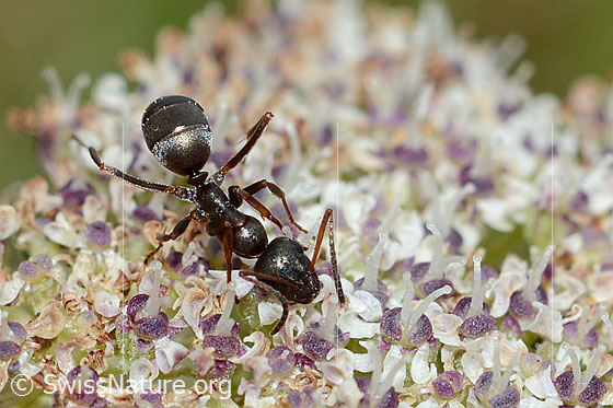 Photo: Formica lemani on Ligusticum mutellinoides. Length 4.5 - 6.5mm. View from above.