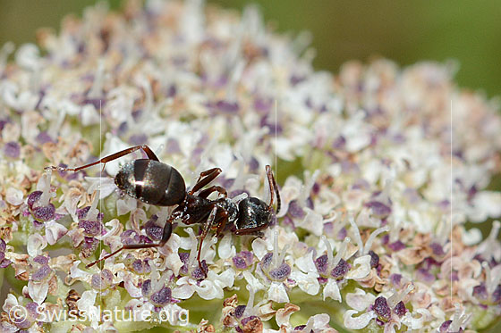 Photo: Formica lemani on Ligusticum mutellinoides. Length 4.5 - 6.5mm. View from the side.