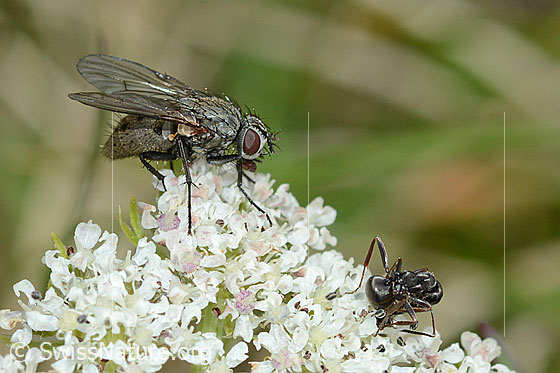 Photo: Helina reversio on Ligusticum mutellinoides. Length 7mm. Female. View from the side. On the right of it an ant.