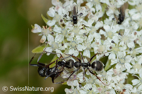 Photo: Two Formica lemani on Ligusticum mutellinoides. Length 4.5 - 6.5mm.