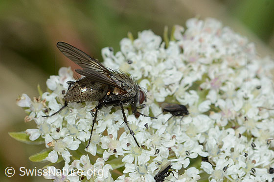 Foto: Helina reversio (Echte Fliege) auf Zwerg-Mutterwurz (Ligusticum mutellinoides). Länge 7mm. Weibchen. Ansicht von schräg hinten.