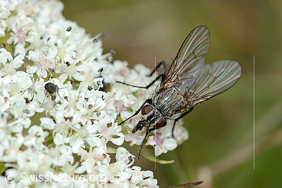 Foto: Helina reversio (Echte Fliege) auf Zwerg-Mutterwurz (Ligusticum mutellinoides). Länge 7mm. Weibchen. Ansicht von schräg oben.
