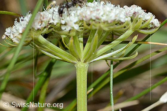 Photo: Ligusticum mutellinoides. Stem and inflorescence. View from the side,