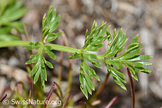 Photo: Ligusticum mutellinoides. Leaves. View of the top.