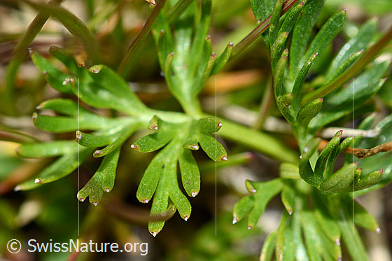 Photo: Ligusticum mutellinoides. Leaves. View of the top.