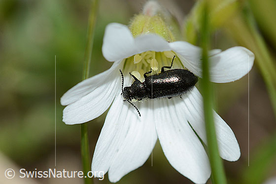 Foto: Dasytes obscurus (Wollhaarkäfer) auf Alpen-Hornkraut (Cerastium alpinum). Länge 5mm. Ansicht von oben.