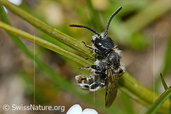 Foto: Wahrscheinlich Luzerne-Graubiene (Rhophitoides canus). Länge 7mm. Die Biene klammert sich an einem Grashalm fest. Ansicht von der Seite.