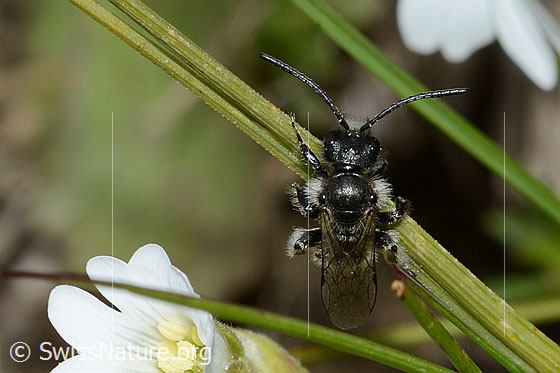 Photo: Probably Rhophitoides canus. Length 7mm. View from above.