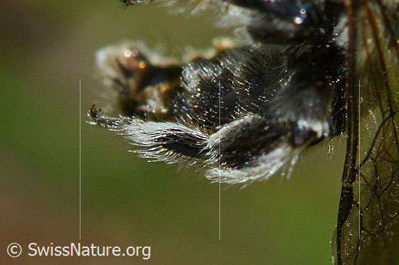 Foto: Wahrscheinlich Luzerne-Graubiene (Rhophitoides canus). Länge 7mm. Ansicht eines Beines.