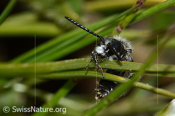 Foto: Wahrscheinlich Luzerne-Graubiene (Rhophitoides canus). Länge 7mm. Die Biene klammert sich an einem Grashalm fest. Ansicht von vorne.