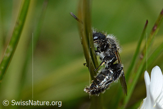 Foto: Wahrscheinlich Luzerne-Graubiene (Rhophitoides canus). Länge 7mm. Die Biene klammert sich an einem Grashalm fest. Ansicht von der Seite.