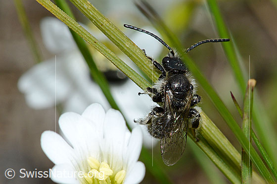 Foto: Wahrscheinlich Luzerne-Graubiene (Rhophitoides canus). Länge 7mm. Die Biene klammert sich an einem Grashalm fest. Ansicht von oben.