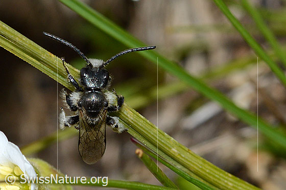 Foto: Wahrscheinlich Luzerne-Graubiene (Rhophitoides canus). Länge 7mm. Die Biene klammert sich an einem Grashalm fest. Ansicht von oben.