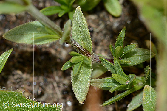 Photo: Probably Cerastium alpinum. Stem and blossom. View from the side.