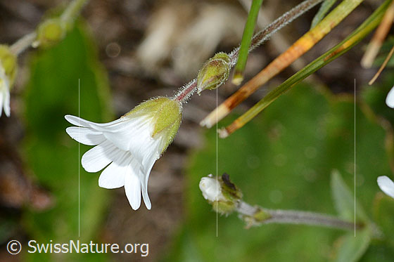 Photo: Probably Cerastium alpinum. Stem and blossom. View from the side.