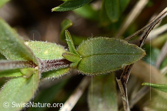 Photo: Cerastium alpinum. Stem and leaves.