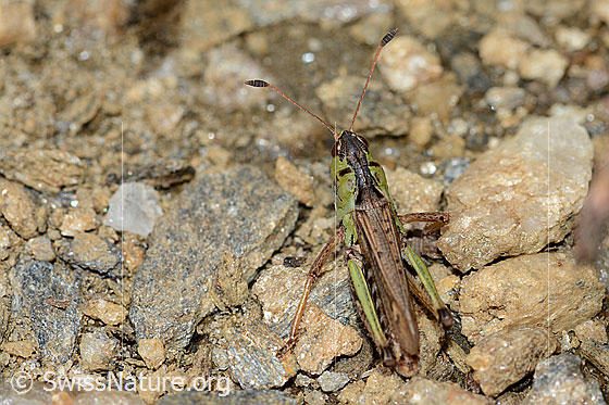 Photo: Gomphocerus sibiricus. Length 17 - 20mm. Male. View from above.