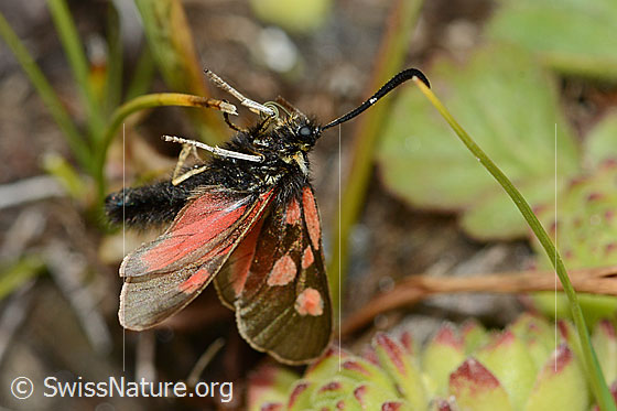 Photo: Zygaena exulans. View from the side.