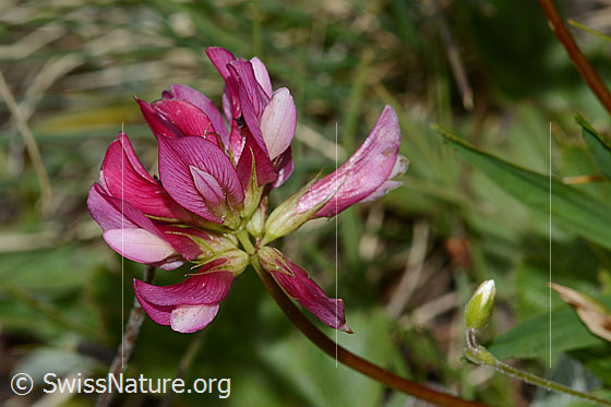 Trifolium alpinum