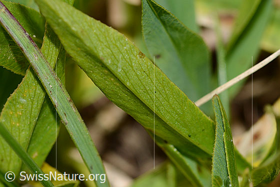 Foto: Alpen-Klee (Trifolium alpinum). Blätter. Blattunterseite.
