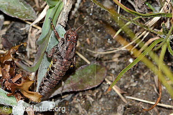Photo: Probably Bohemanella frigida. Length 20mm. Nymph. Missing hind legs. View from above.