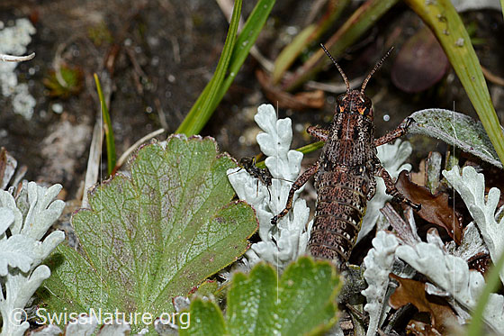 Photo: Probably Bohemanella frigida. Length 20mm. Nymph. Missing hind legs. View from above.