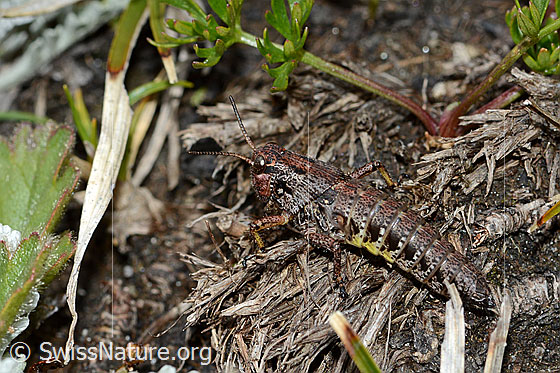 Photo: Probably Bohemanella frigida. Length 20mm. Nymph. Missing hind legs. View from the side.