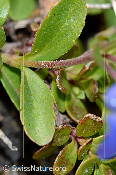 Photo: Veronica fruticans. Leaves and stem.
